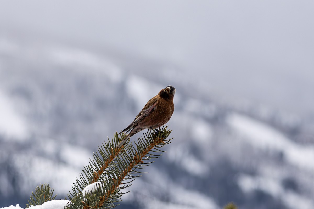 Gray-crowned Rosy-Finch - ML645530660