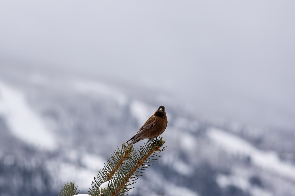 Gray-crowned Rosy-Finch - ML645530661