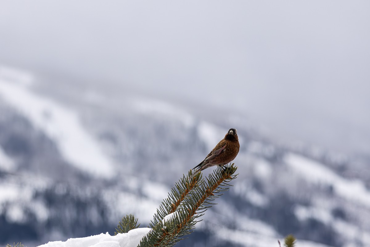 Gray-crowned Rosy-Finch - ML645530662