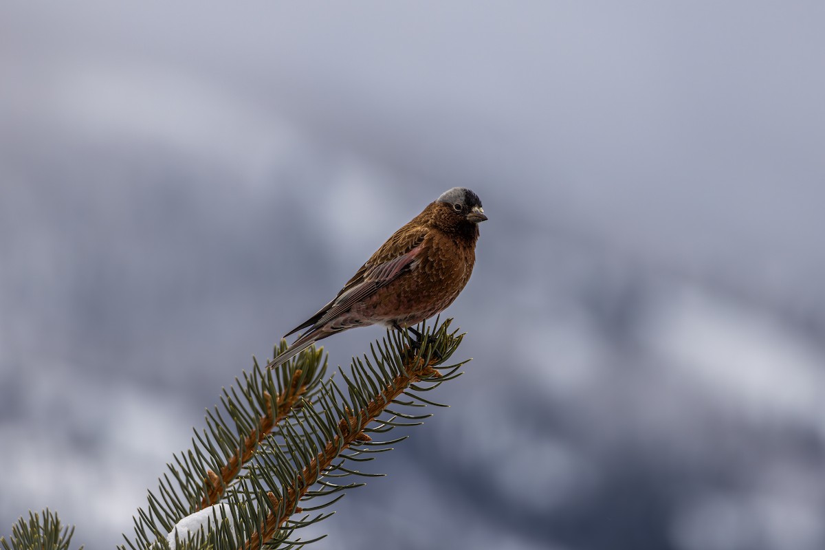 Gray-crowned Rosy-Finch - ML645530663