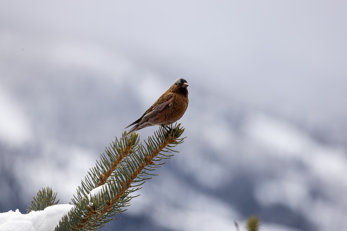 Gray-crowned Rosy-Finch - ML645530664