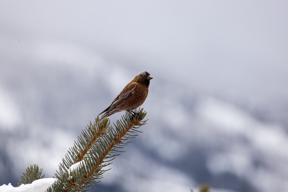 Gray-crowned Rosy-Finch - ML645530665