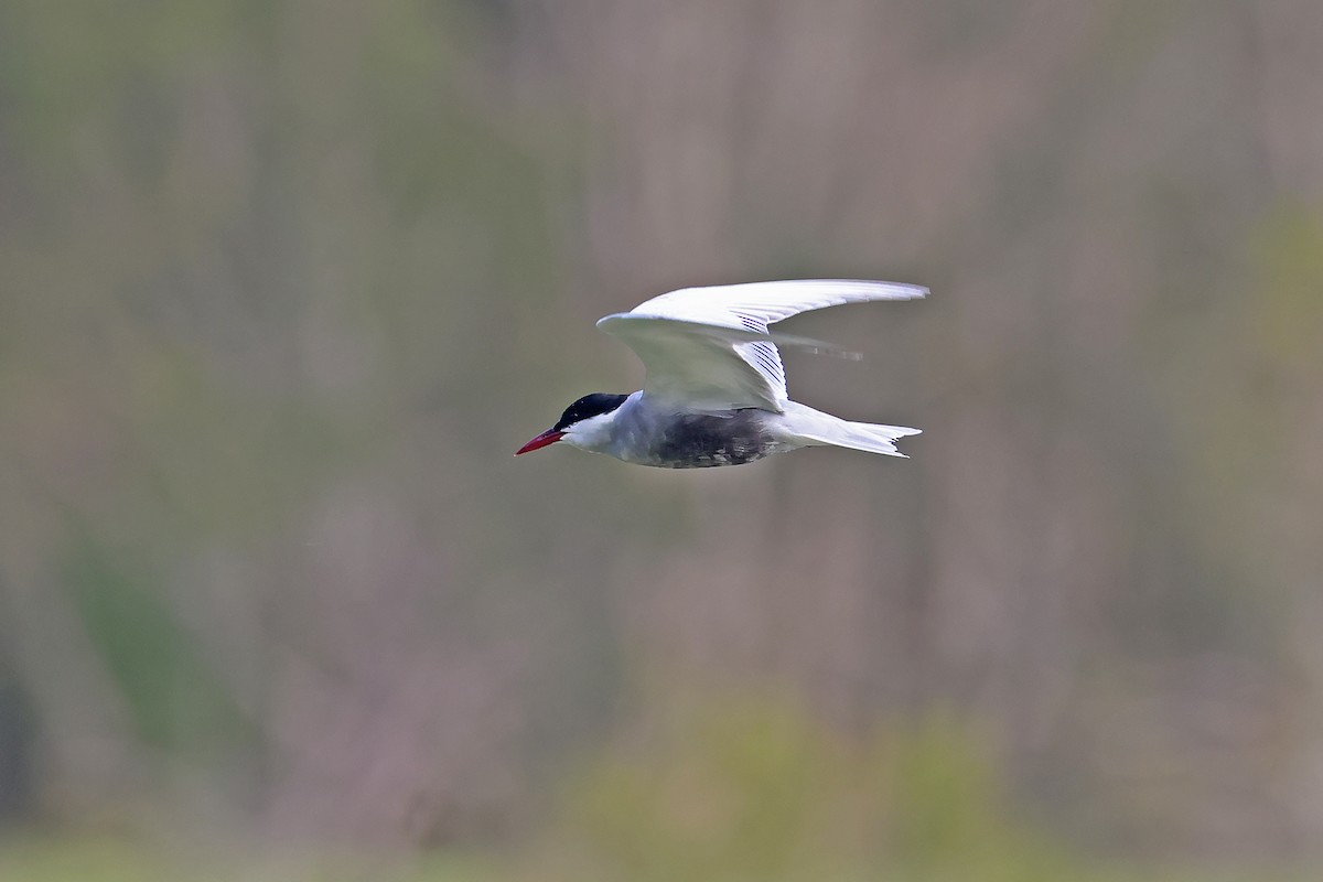 Whiskered Tern - ML645530667