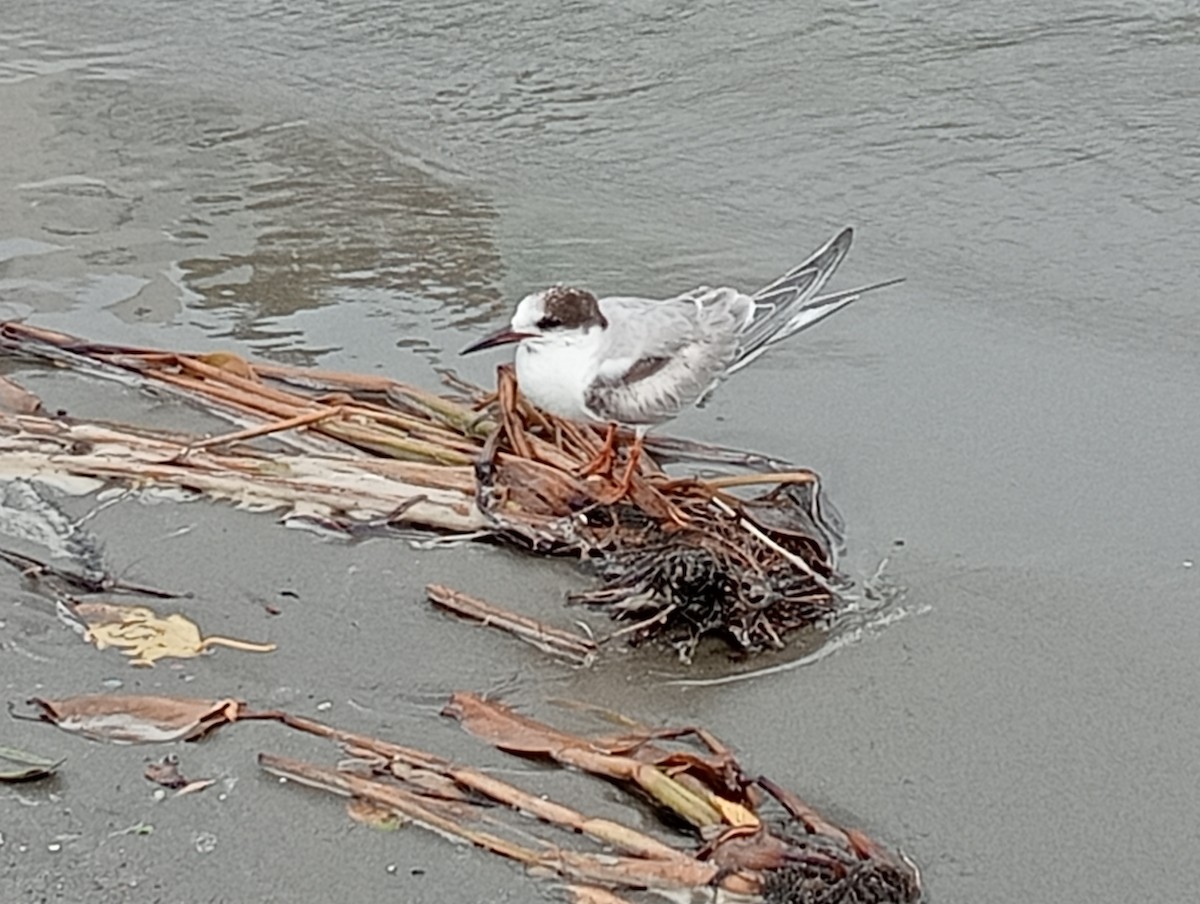 燕鷗 - ML645530668