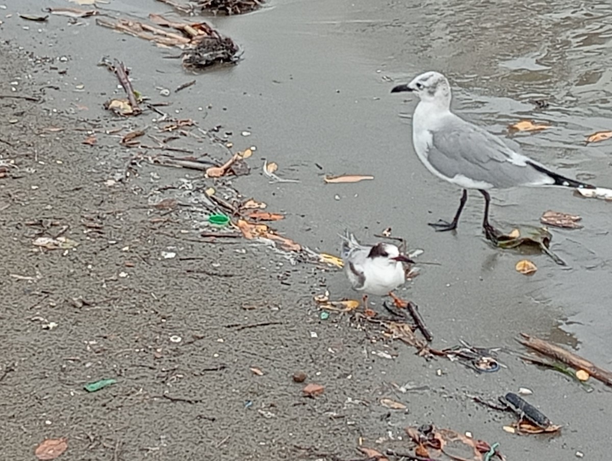 燕鷗 - ML645530670