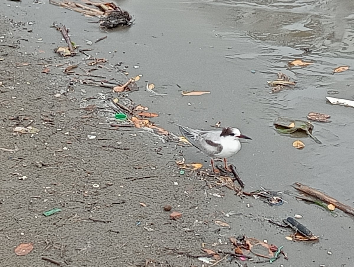 燕鷗 - ML645530671