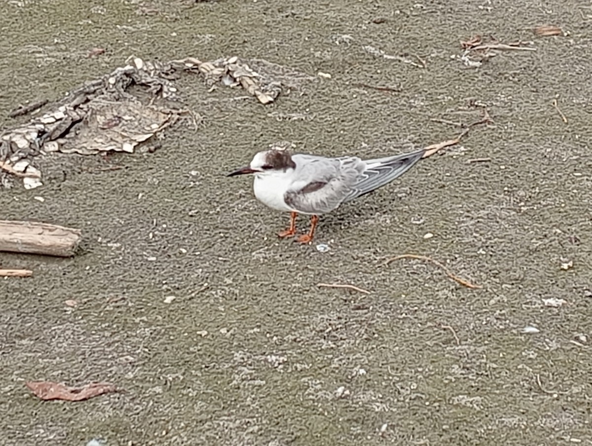 燕鷗 - ML645530673