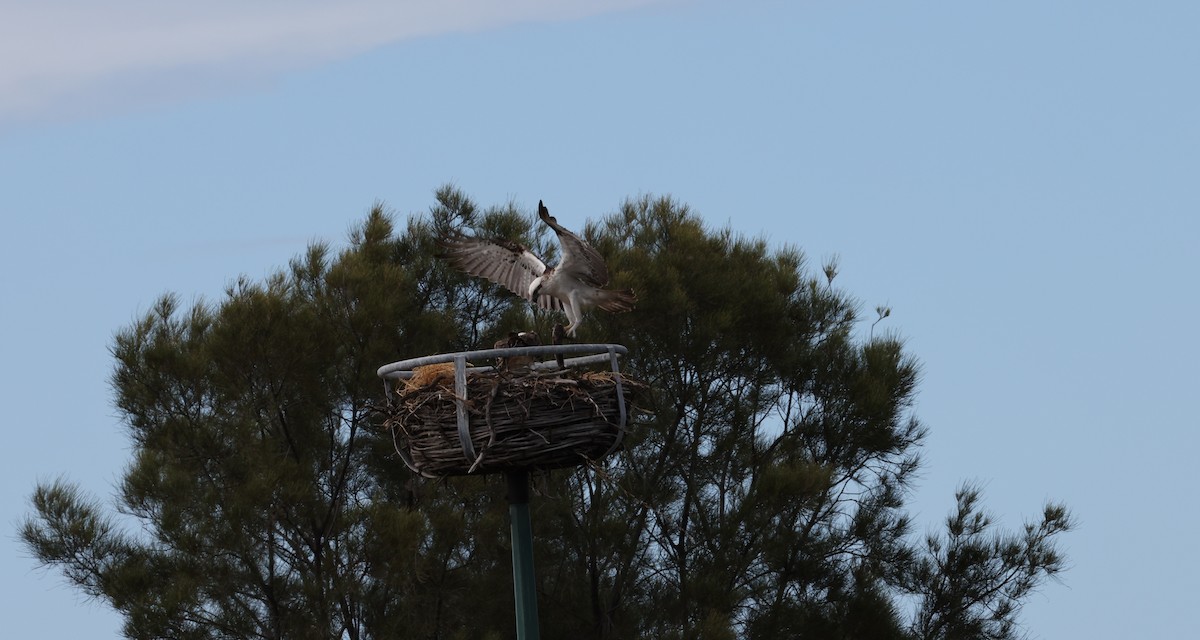 Fischadler - ML645530675