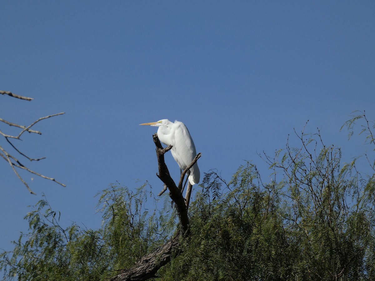 Great Egret - ML645530677