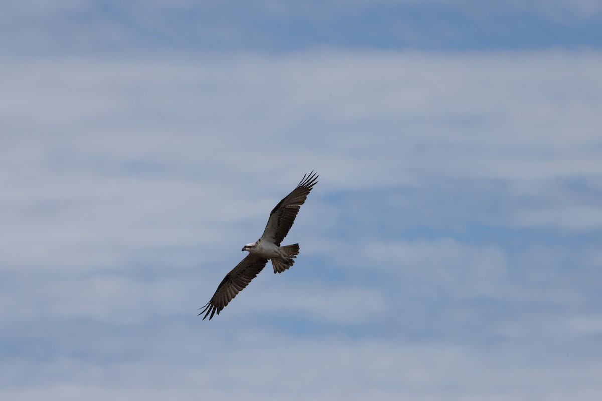 Fischadler - ML645530692