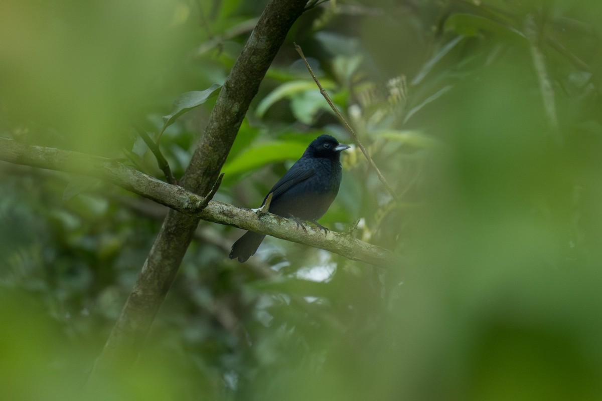 Ruby-crowned Tanager - ML645530702