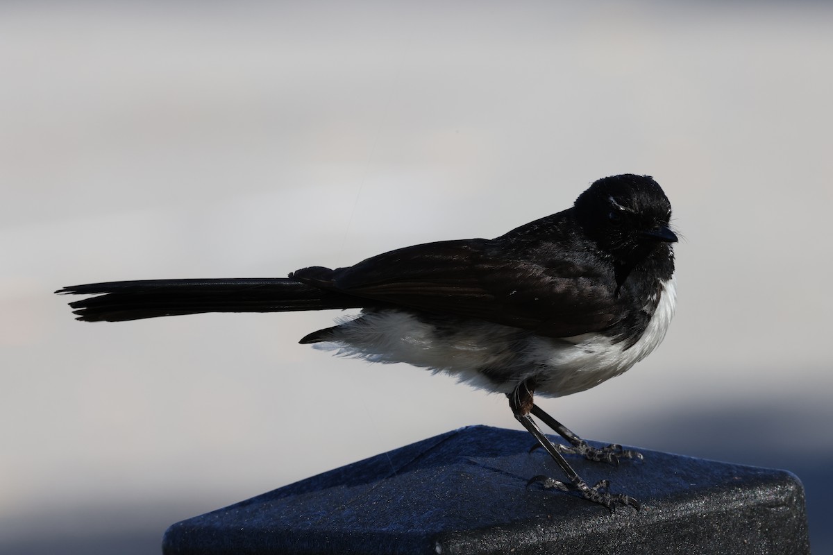 Gartenfächerschwanz - ML645530703