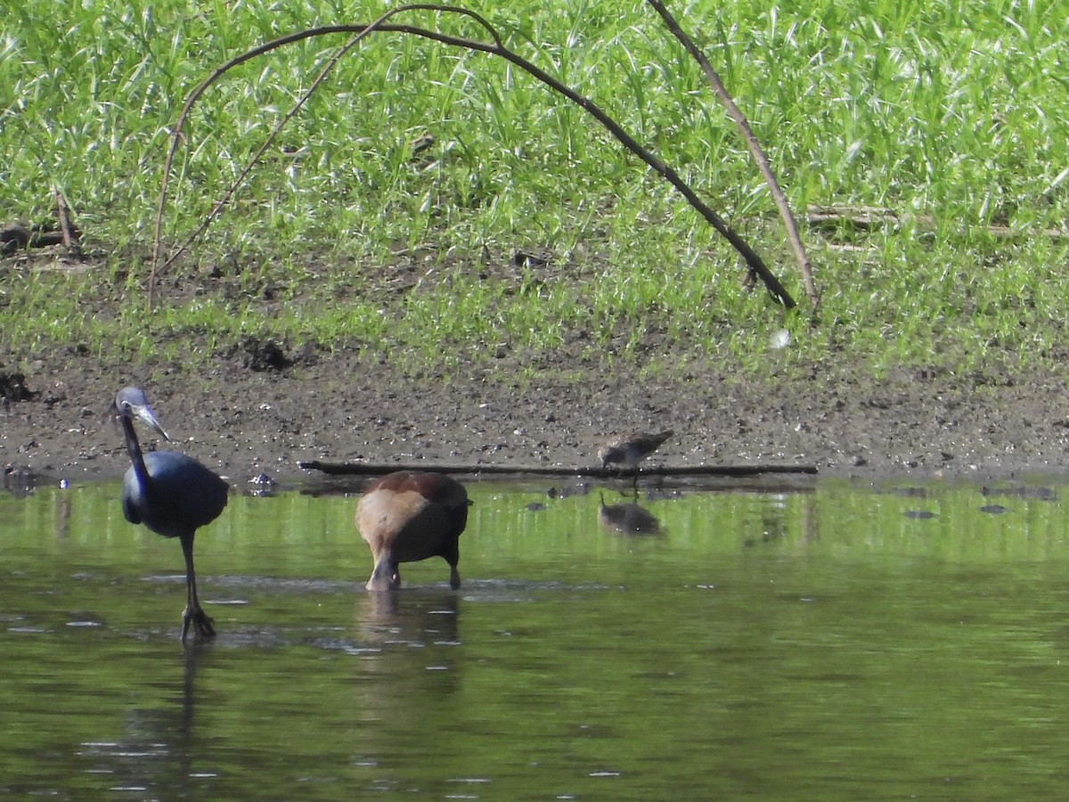 Дутыш - ML645530706