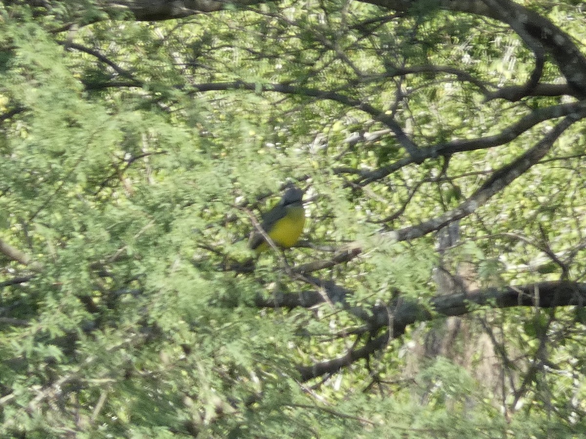 Couch's Kingbird - ML645530707