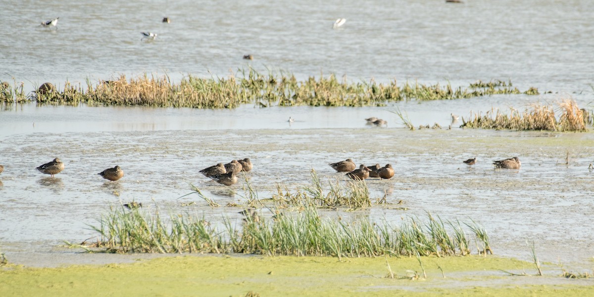 Northern Shoveler - ML645530716