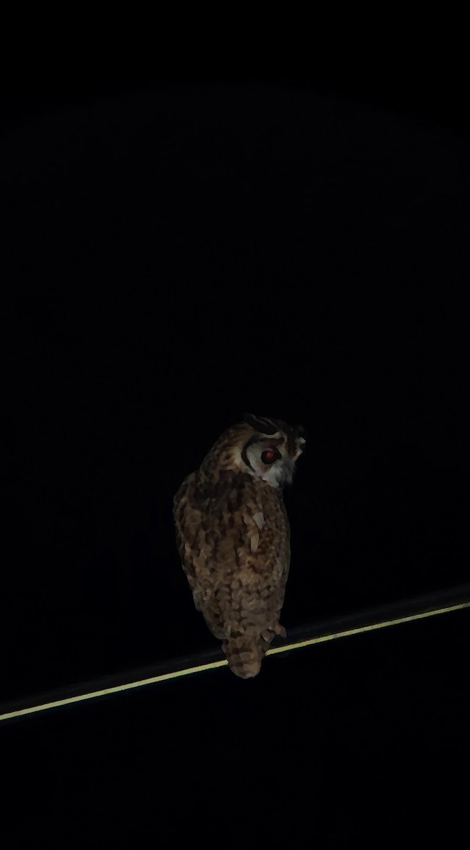 Striped Owl - ML645530720