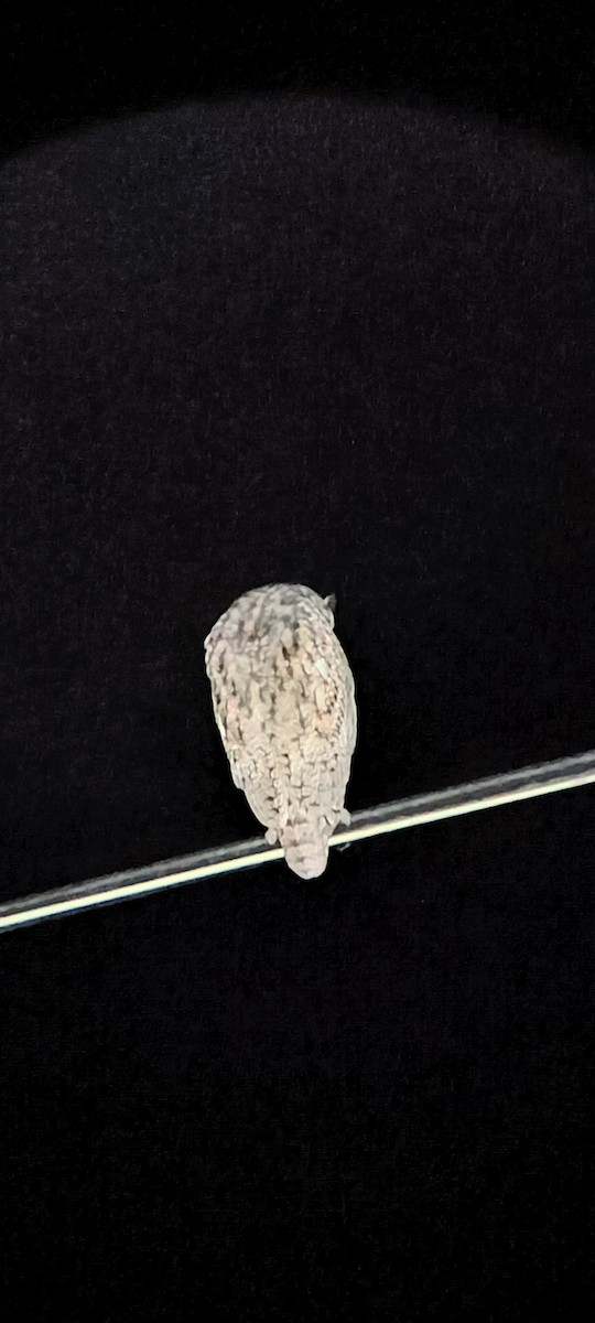 Striped Owl - ML645530721