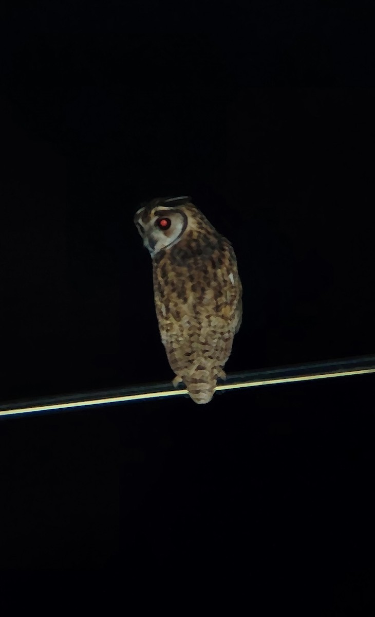 Striped Owl - ML645530722