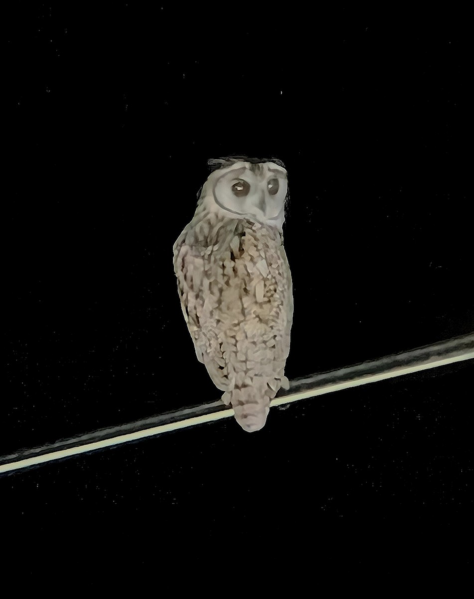 Striped Owl - ML645530723