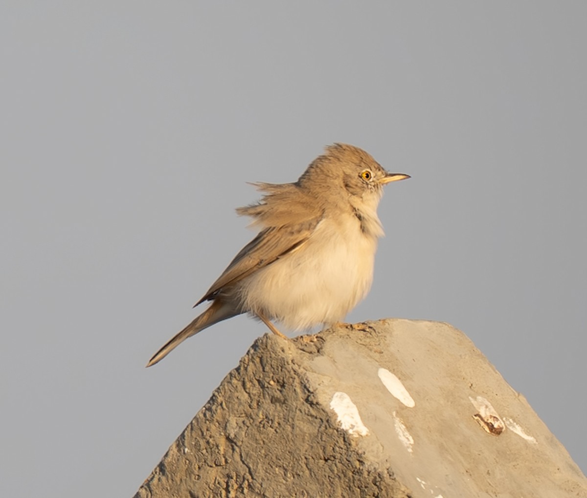 Пустынная славка - ML645530727