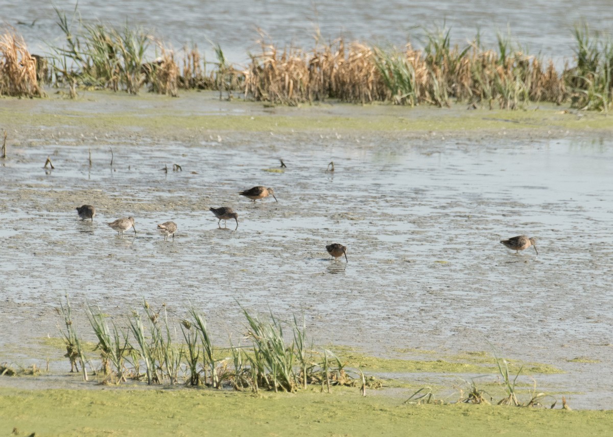 Long-billed Dowitcher - ML645530735