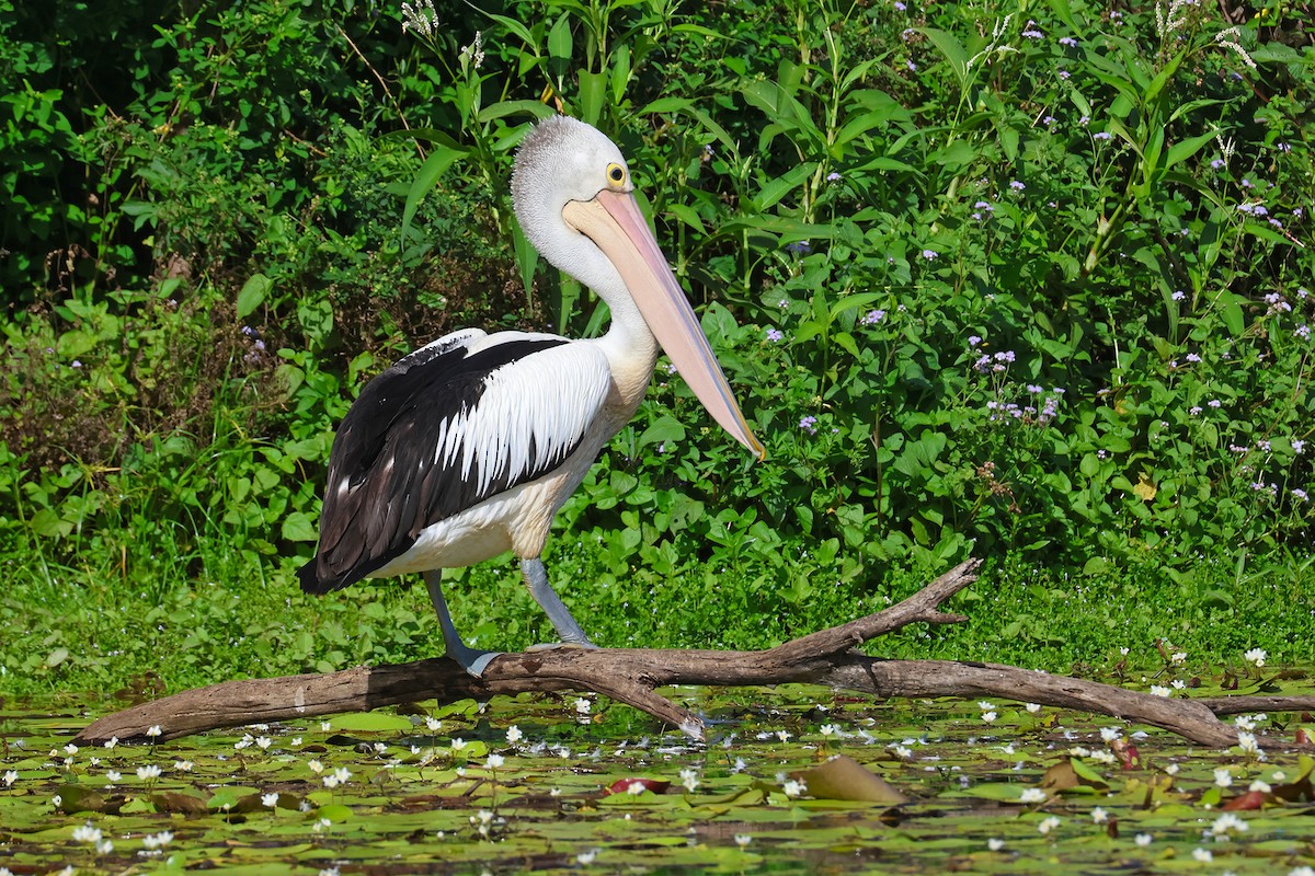 Australian Pelican - ML645530736