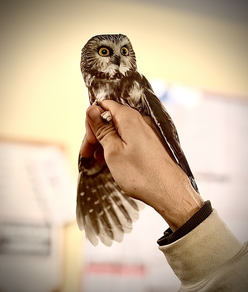 Northern Saw-whet Owl - ML645530746