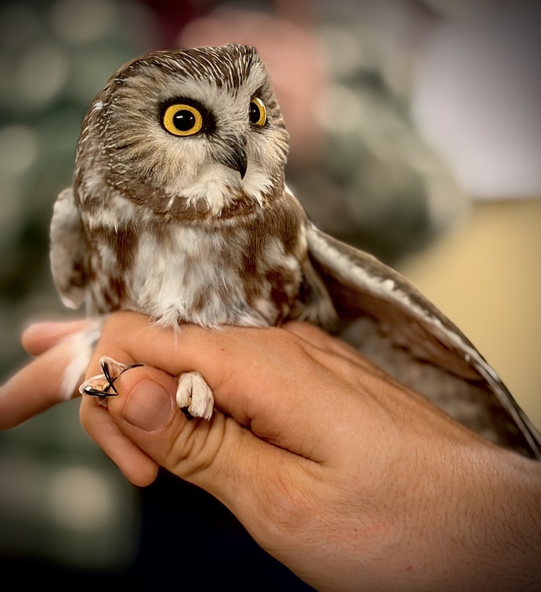 Northern Saw-whet Owl - ML645530747