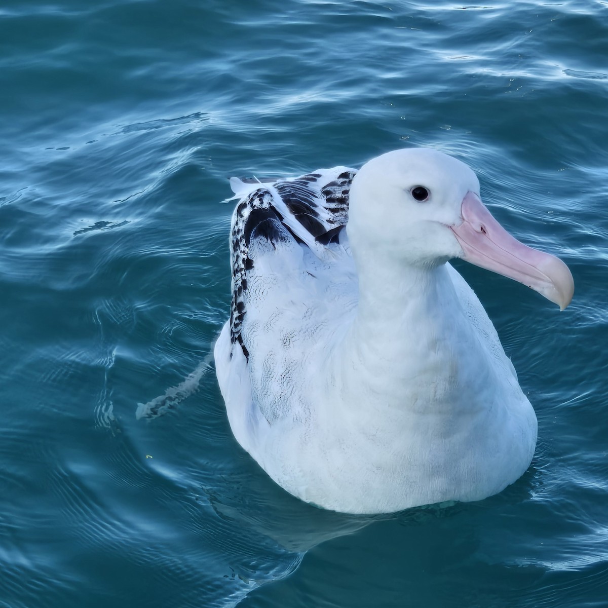 Antipodean Albatross (Gibson's) - ML645530767