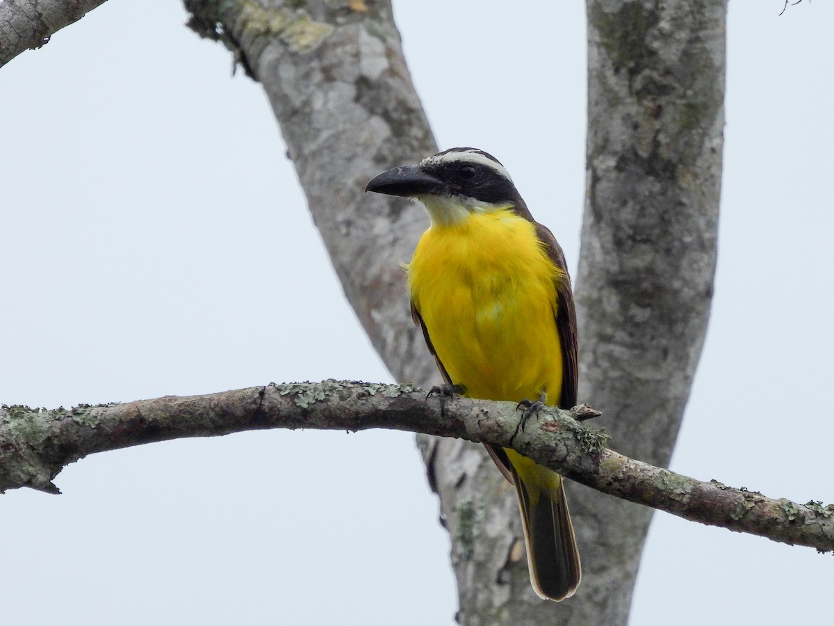 Пітанга-великодзьоб - ML645530772