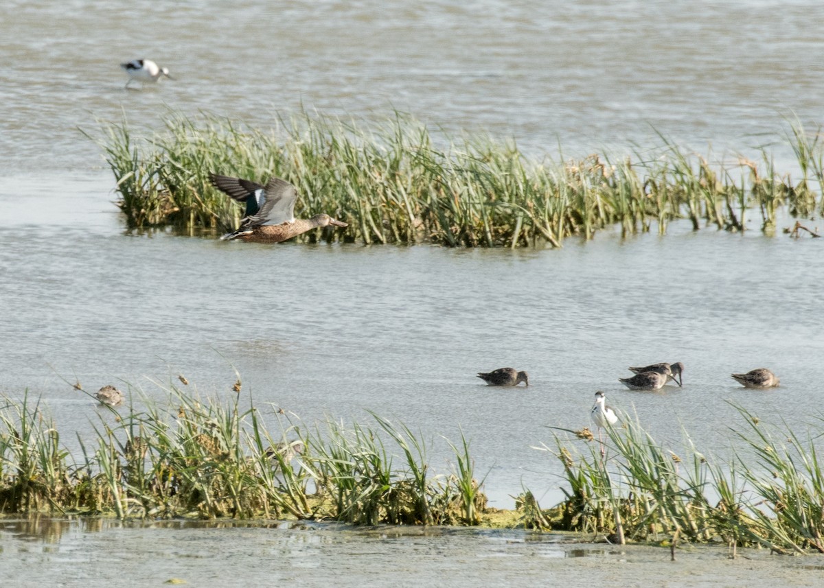 Northern Shoveler - ML645530773