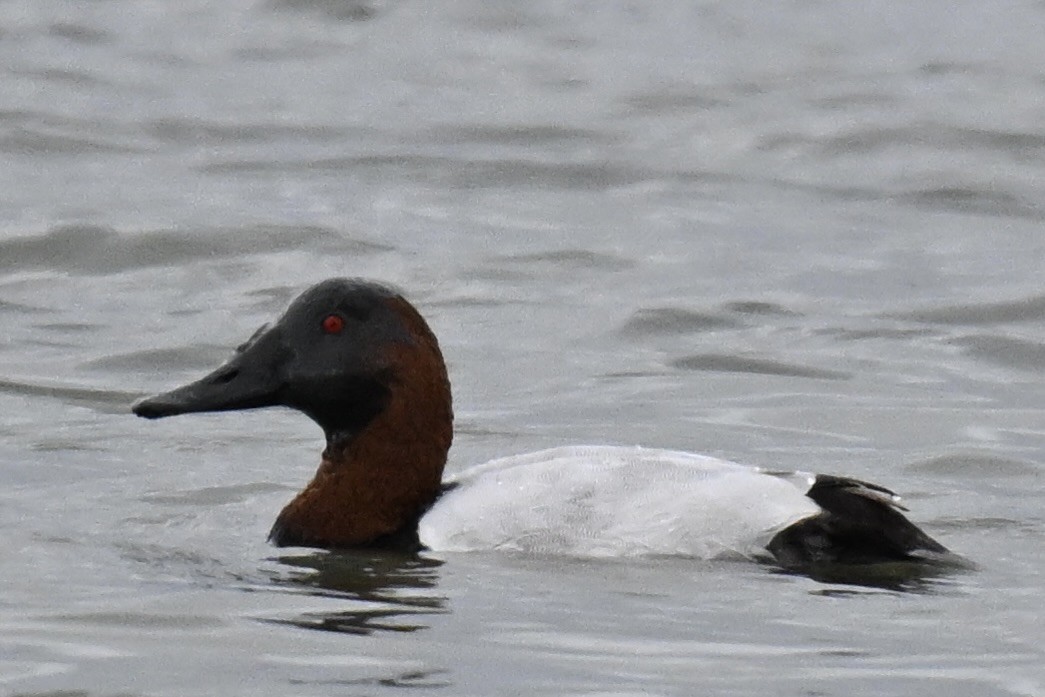 Murgilari bizkarzuria - ML645530776