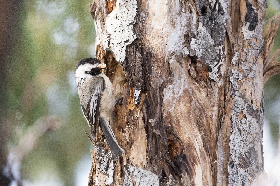 Black-capped Chickadee - ML645530780
