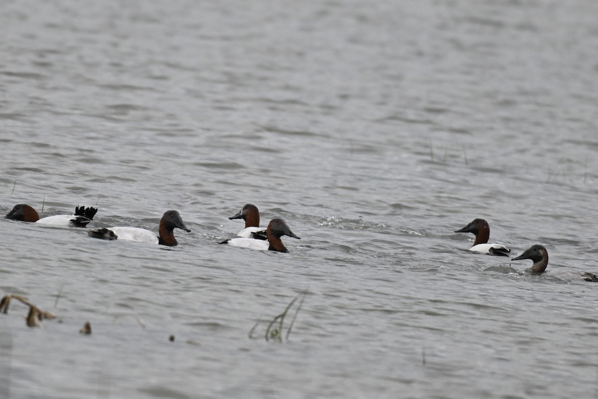 Murgilari bizkarzuria - ML645530782