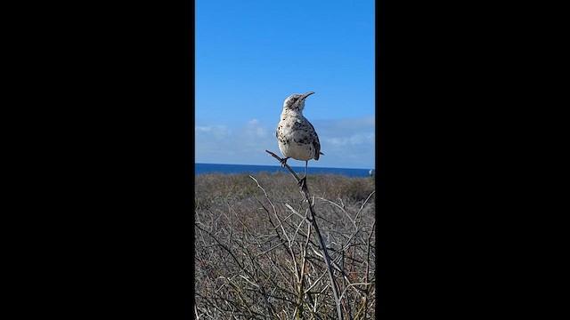 Пересмішник еспаньйольський - ML645530787