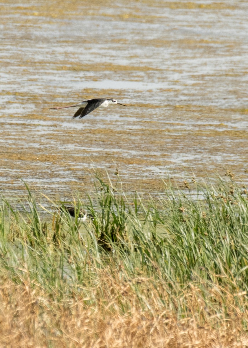 Black-necked Stilt - ML645530790