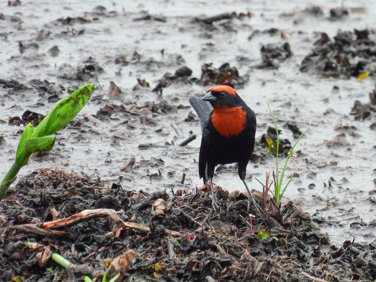 Chestnut-capped Blackbird - ML645530792