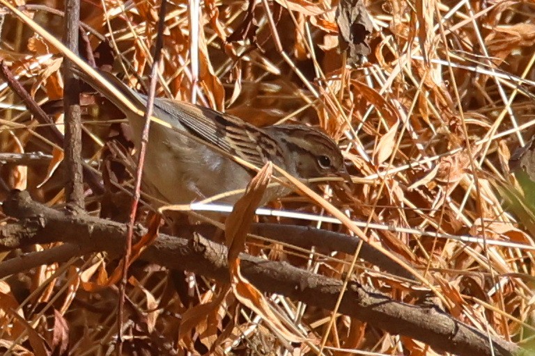 Chipping Sparrow - ML645530793