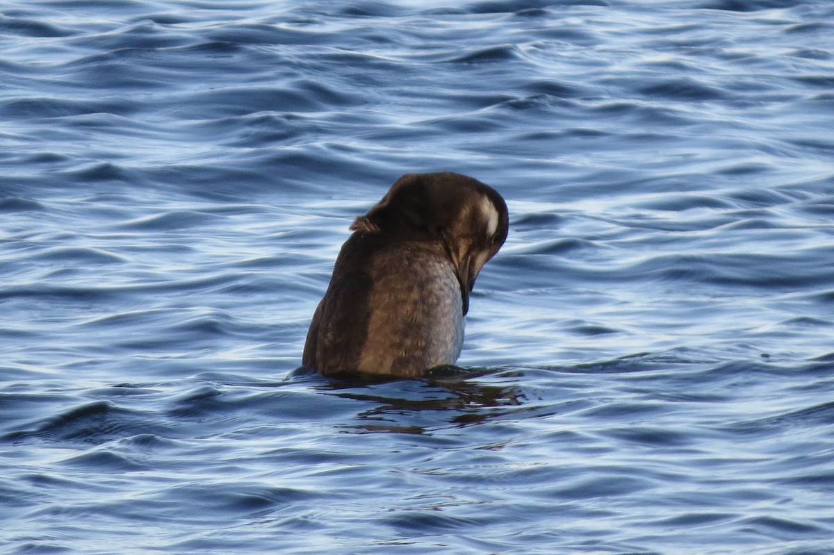 White-winged Scoter - ML645530815