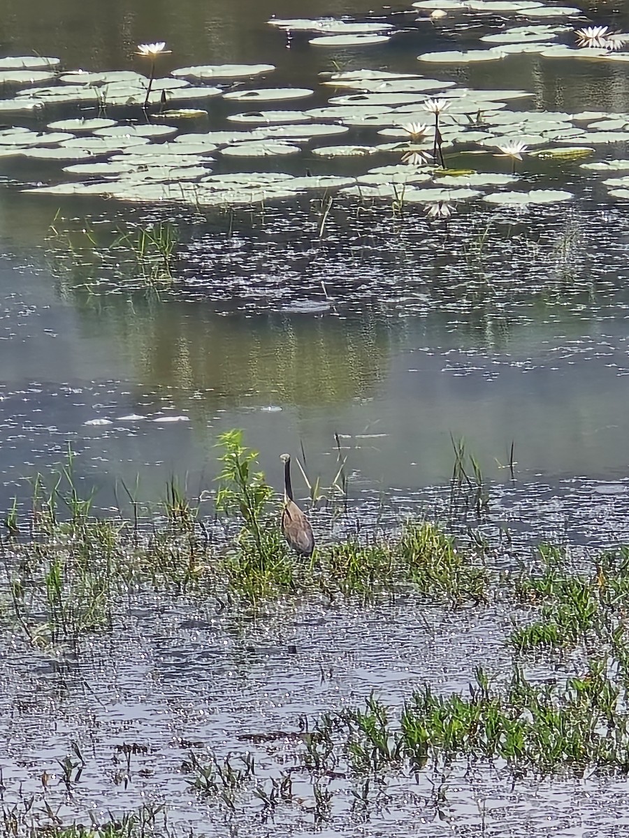 Indian Pond-Heron - ML645530830