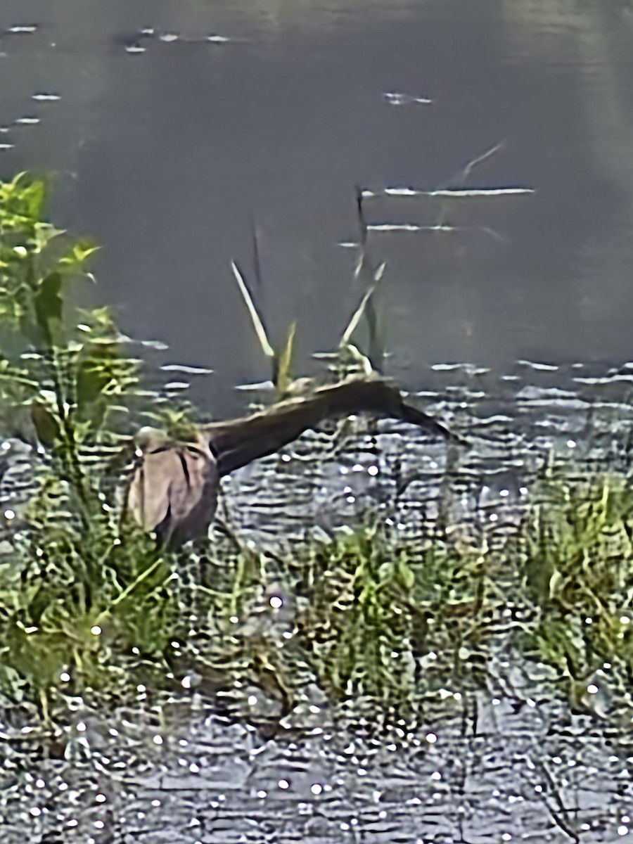Indian Pond-Heron - ML645530832