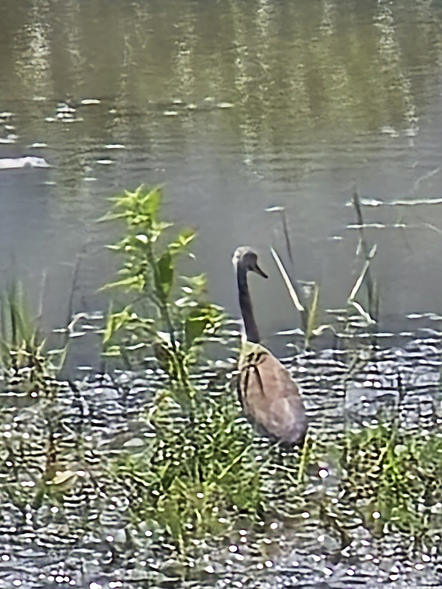 Indian Pond-Heron - ML645530833