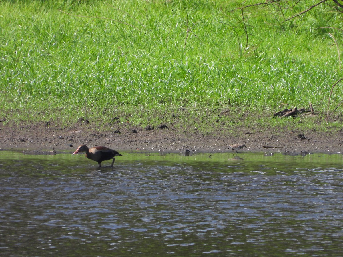 Дутыш - ML645530834