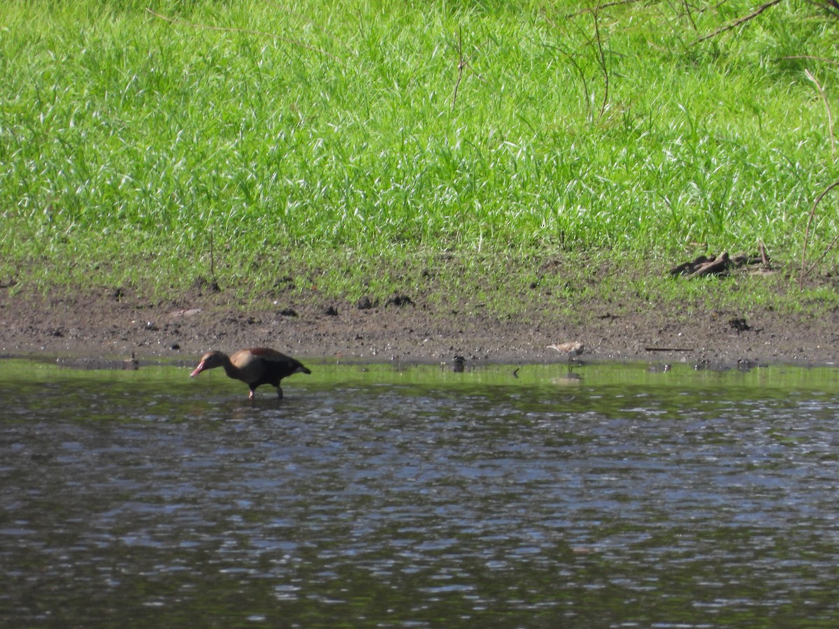 Дутыш - ML645530838