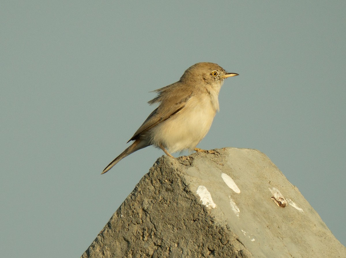 Пустынная славка - ML645530843