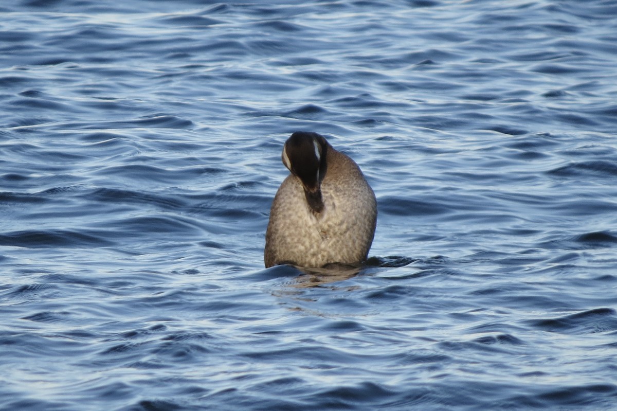 White-winged Scoter - ML645530844