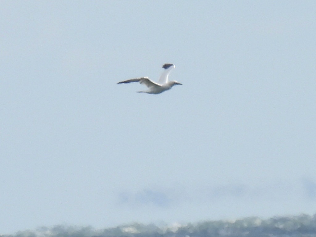 Northern Gannet - ML645530868