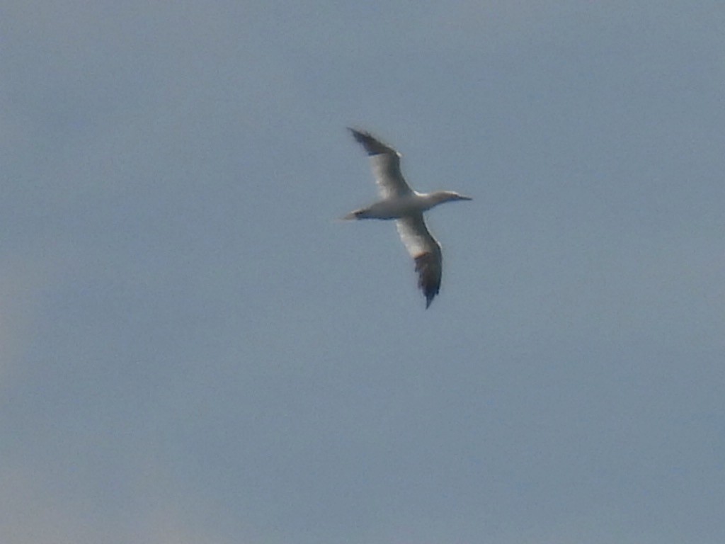 Northern Gannet - ML645530869