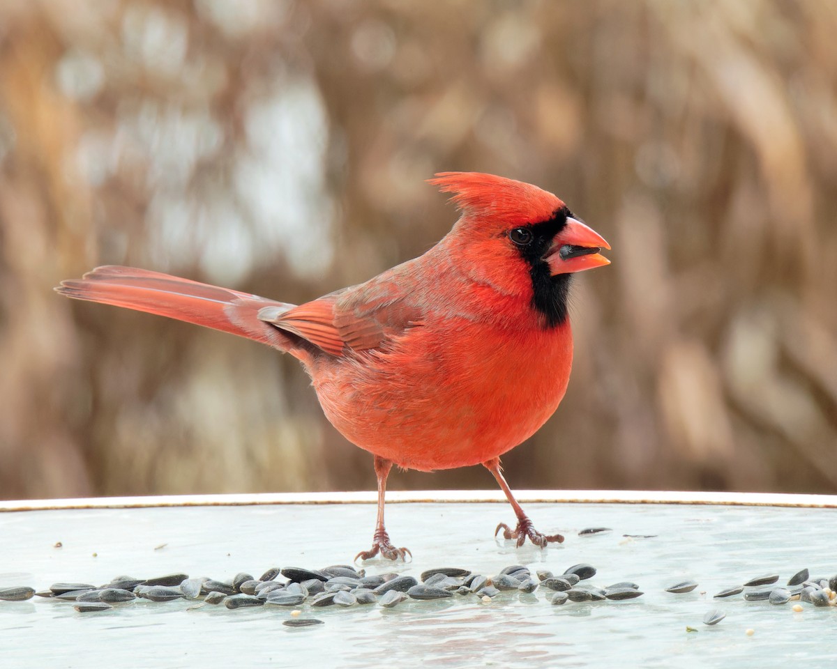 Cardinal rouge - ML645530872