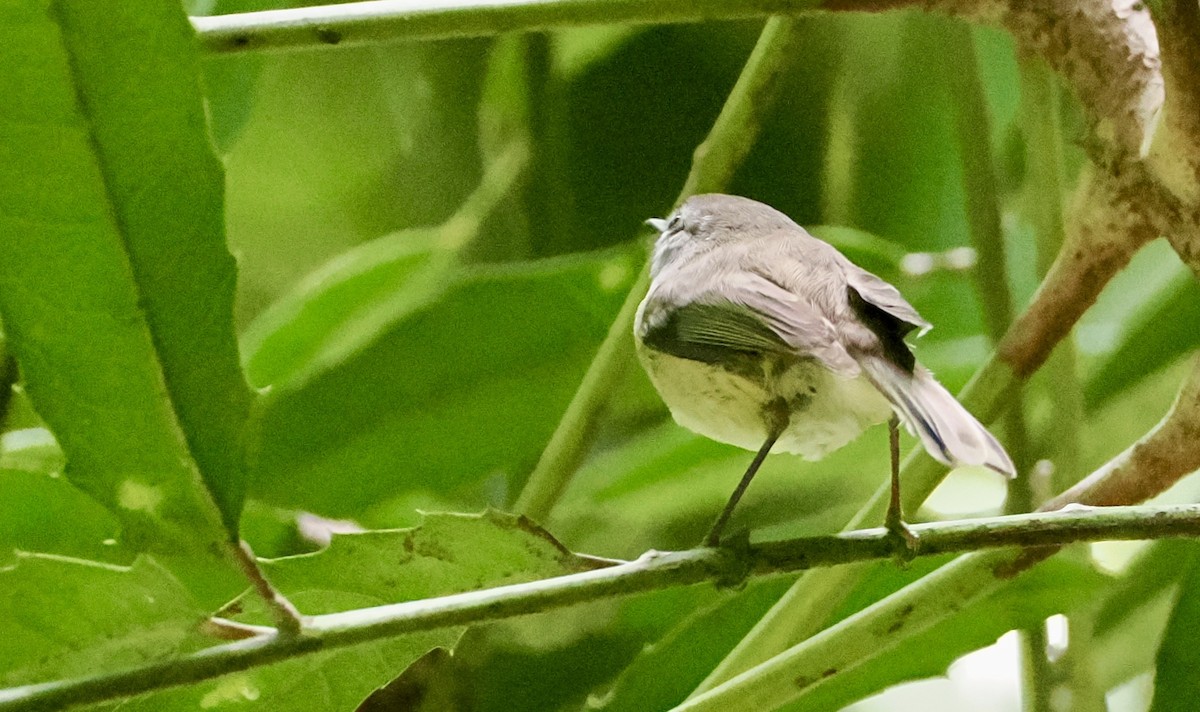 Brown Gerygone - ML645530877